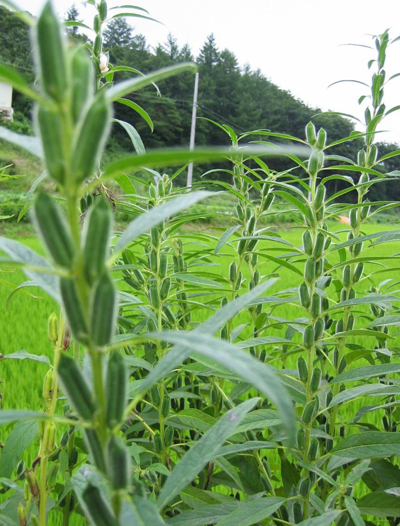 Aslında her gün yiyoruz!  - Resim: 1
