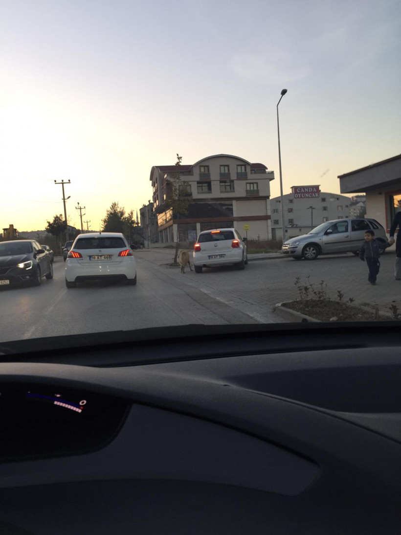 Otomobiline bağladığı köpeği dakikalarca sürükledi - Resim: 3