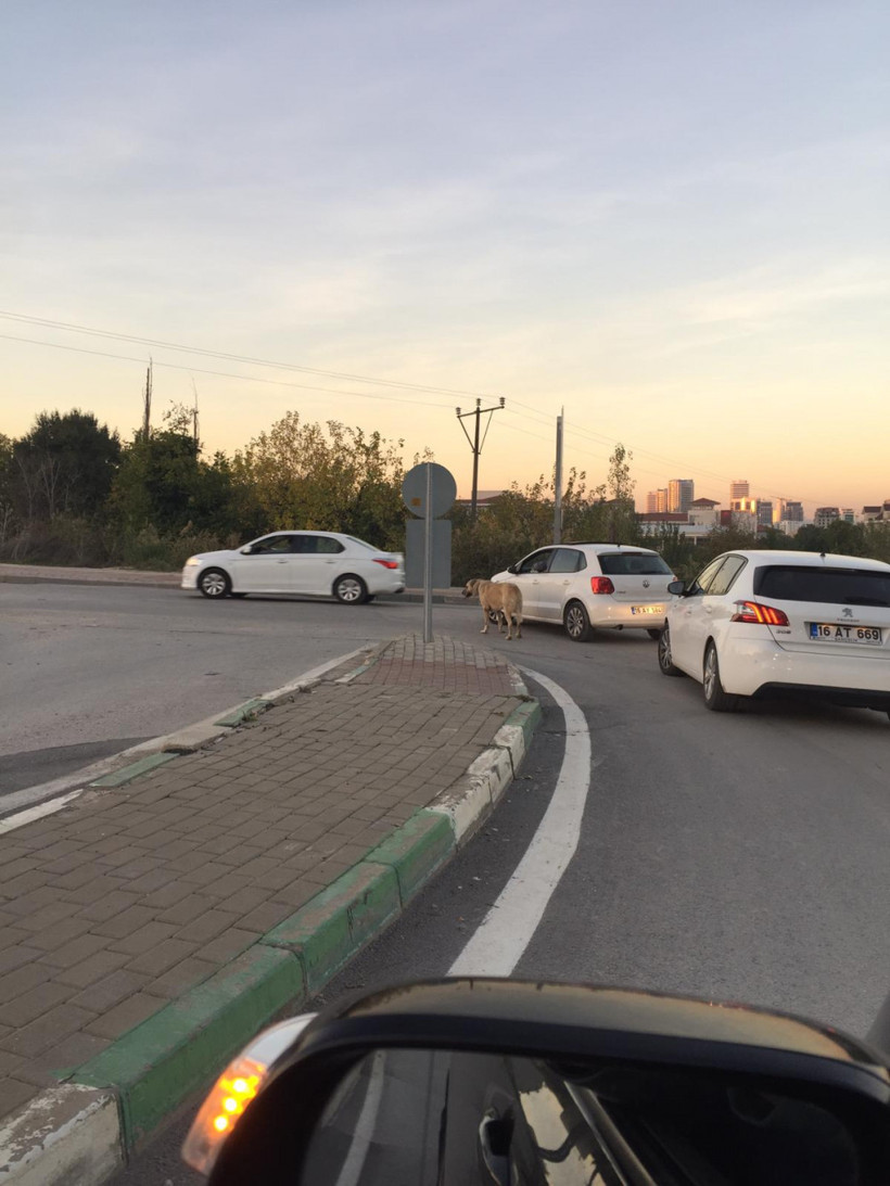 Otomobiline bağladığı köpeği dakikalarca sürükledi - Resim: 4