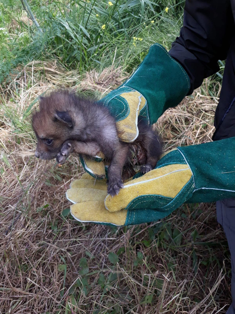 Trafik kazasında ölen tilkinin yavruları korumaya alındı - Resim: 1