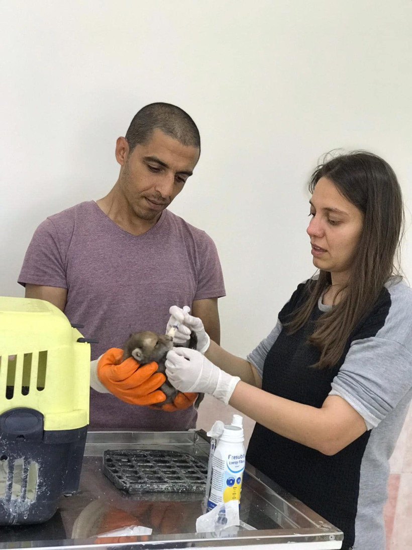 Trafik kazasında ölen tilkinin yavruları korumaya alındı - Resim: 3