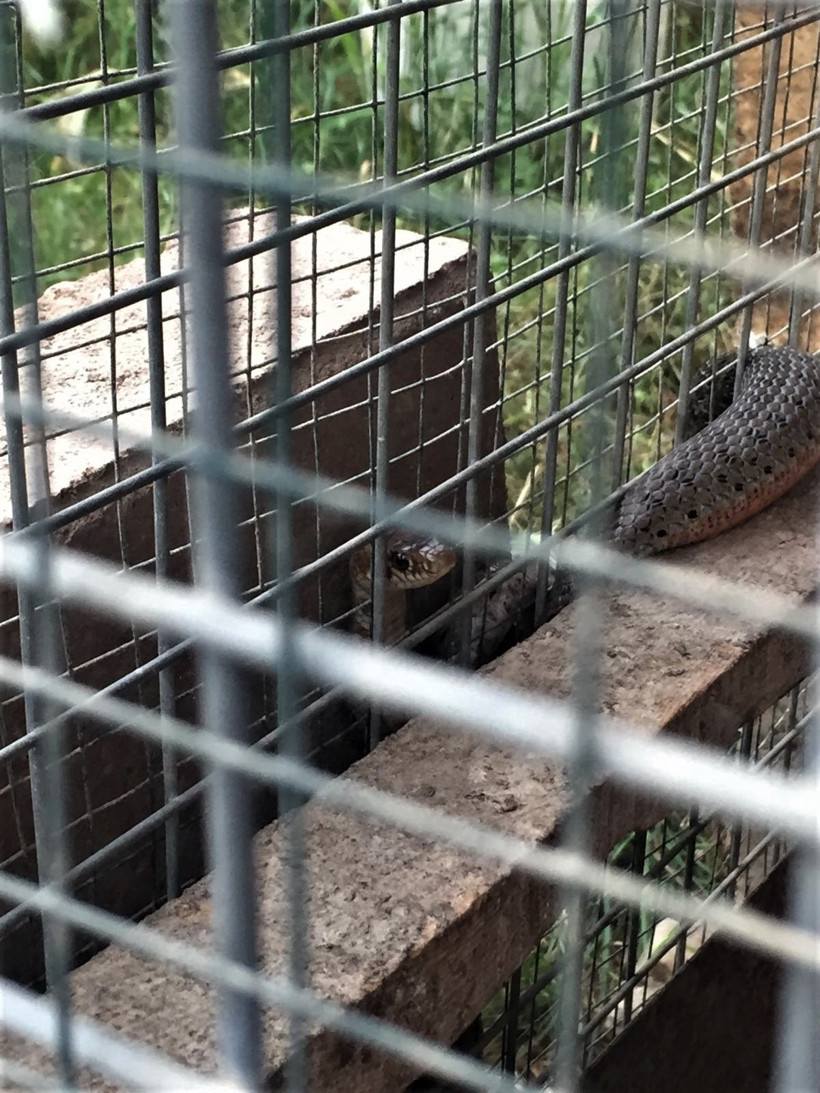 Bu görüntüler Denizli'den! Bir anda tellere sıkışınca... - Resim: 2