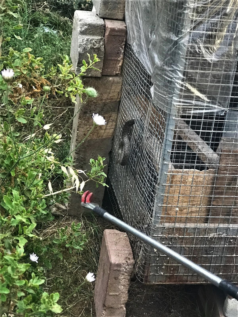 Bu görüntüler Denizli'den! Bir anda tellere sıkışınca... - Resim: 3