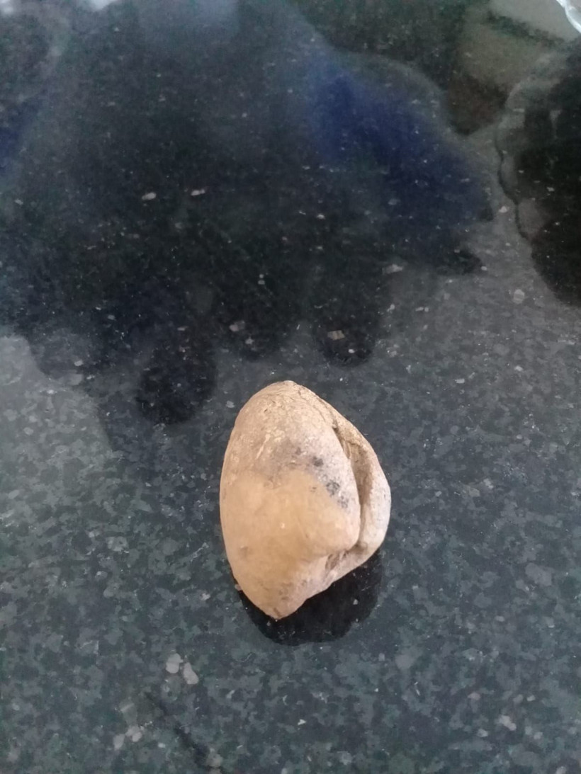 Fotoğraf için sıraya girdiler! Iğdır'da bulundu görenler hayret etti - Resim: 4