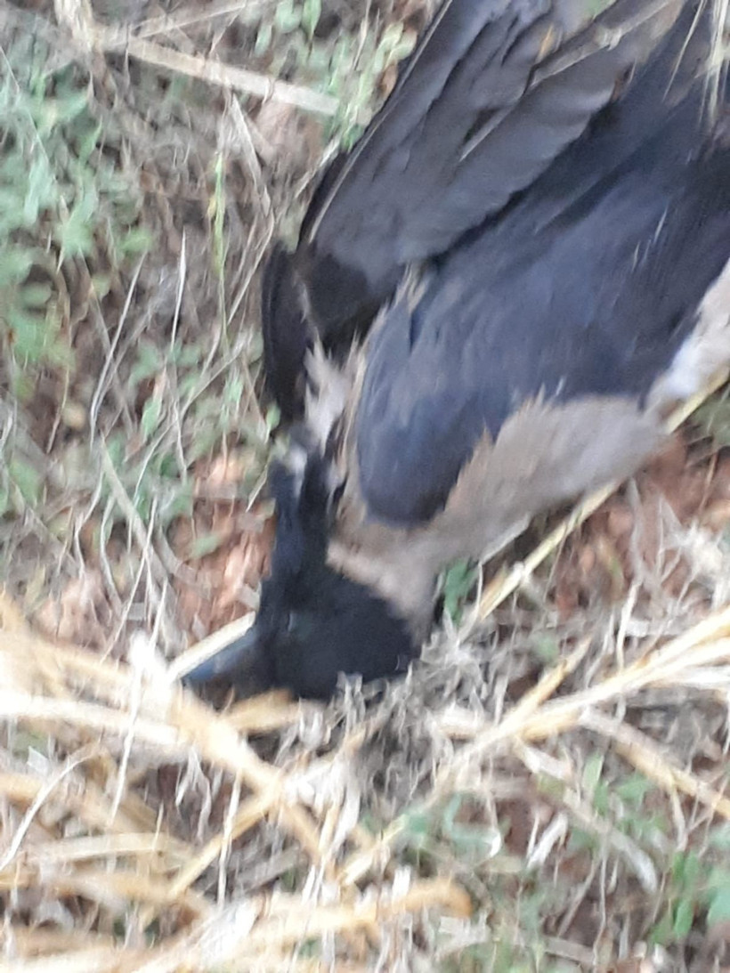 Antalya'da kargalar 200 dekarlık anız ve ekin yangınına sebep oldu - Resim: 4
