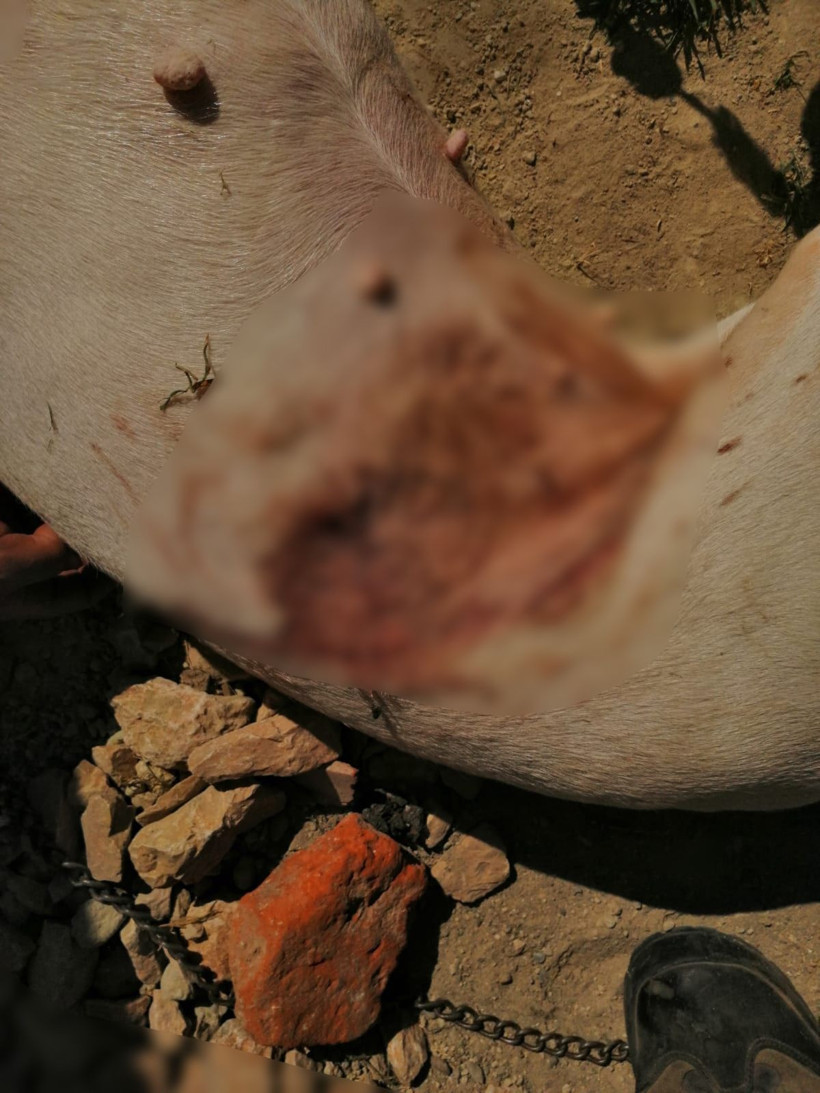 Terapi köpeği 'Mandalina'ya komşu kurşunu! Sena öldüğünü bilmiyor! - Resim: 2