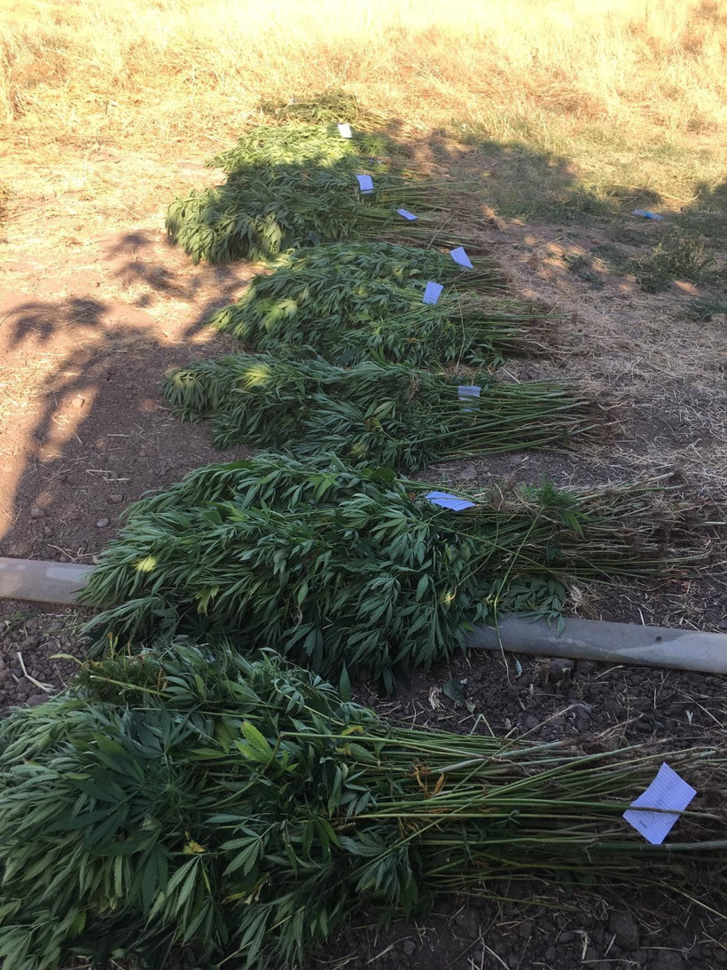 Domates tarlasında Hint keneviri ele geçirildi - Resim: 2