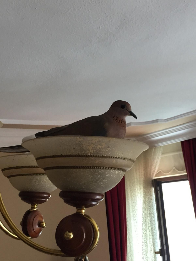 Kuş salona yuva yapıp yerleşti! 2 yavrusu olan kuş ikram kabul etmiyor - Resim: 1