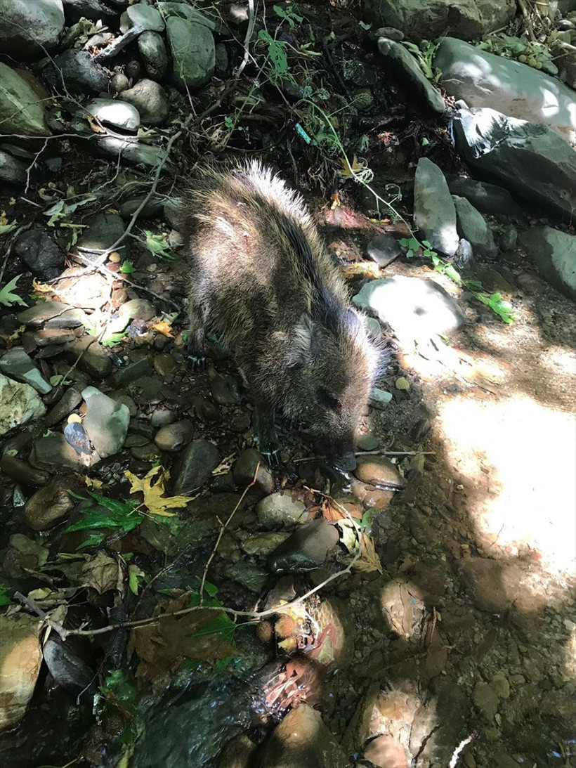 Kahveci dere kenarında rastladı! Köpeklerin saldırısına uğrayan domuz yavrusunu kurtardı - Resim: 1
