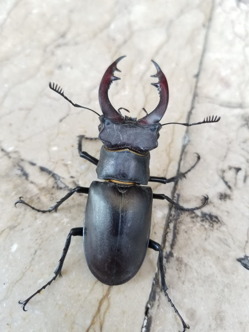 150 bin dolar ediyor! Doğada nadir bulunan Geyik Böceği Elazığ'da görüldü - Resim: 3