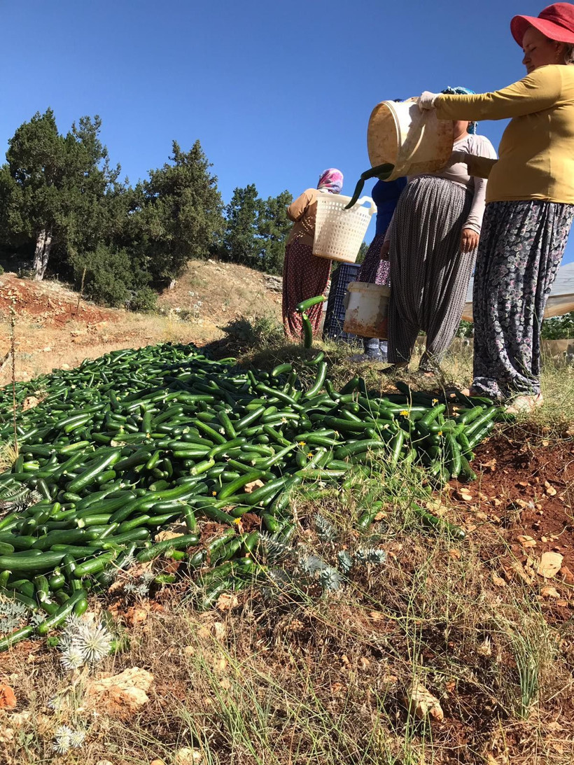 Satılamayan salatalıkları araziye döküyorlar - Resim: 3