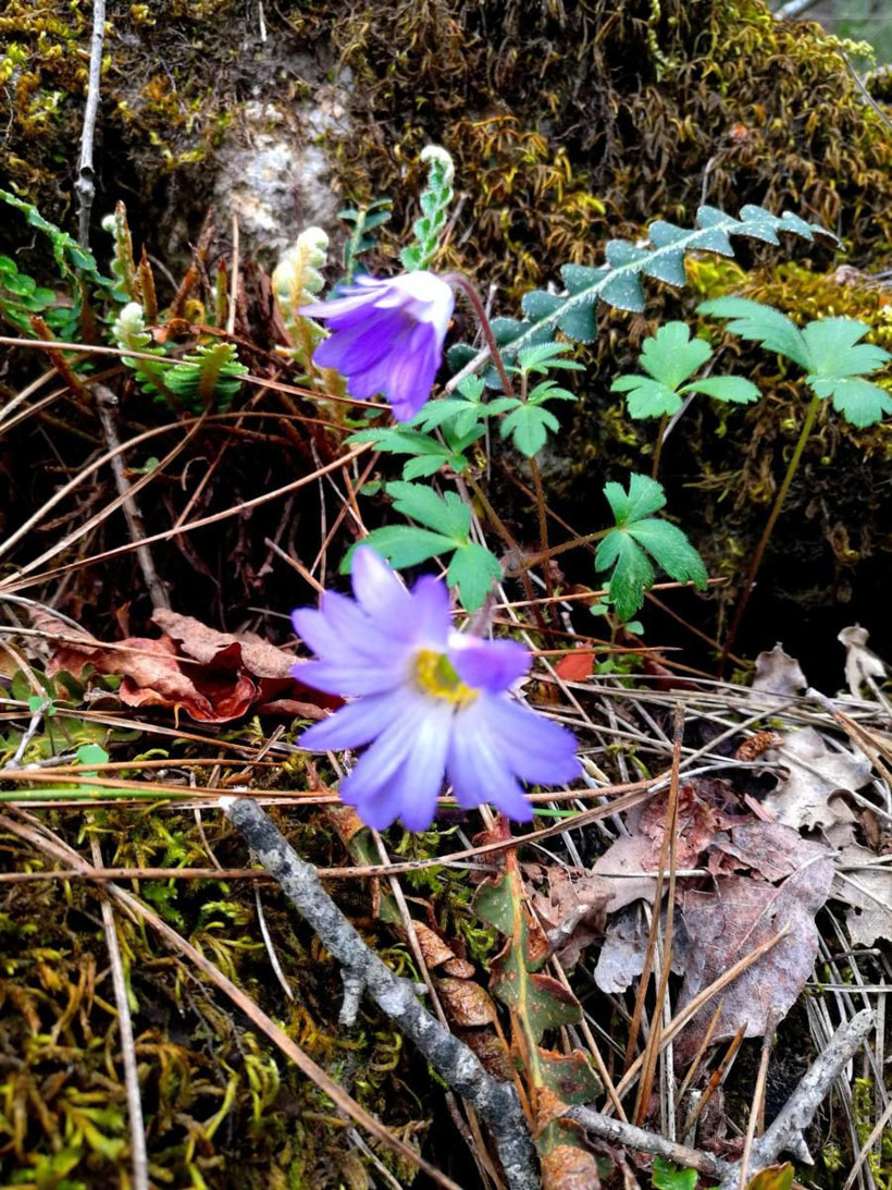 Muğla'da dünyaca ünlü yaylada maden arama başladı! Halk tepkisini koydu - Resim: 1