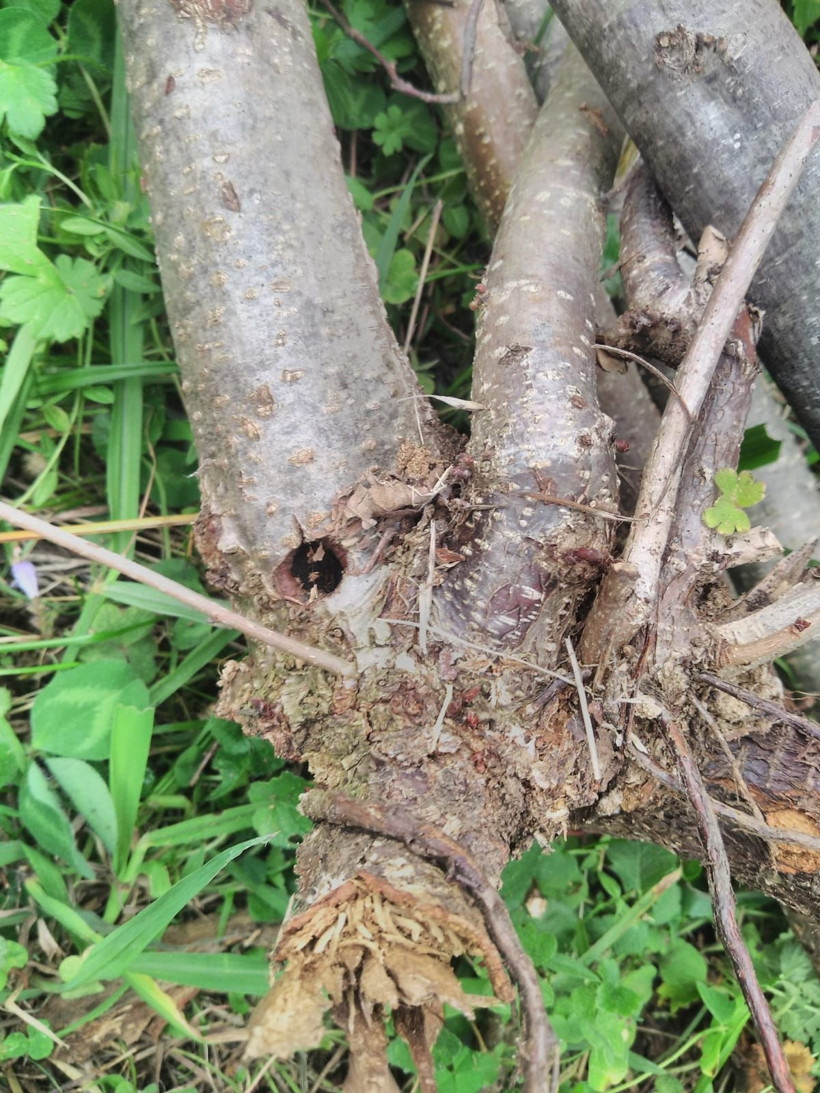 Trabzon'daki fındık bahçelerine dadandı hızla yayılıp zarar veriyor - Resim: 2