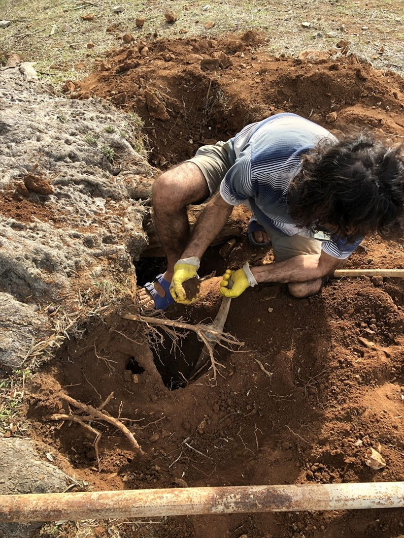 3 bin yıllık ağacın "sır" yaşını ortaya çıkardılar! Yağının kilosunu 100 bin liradan sattılar - Resim: 4