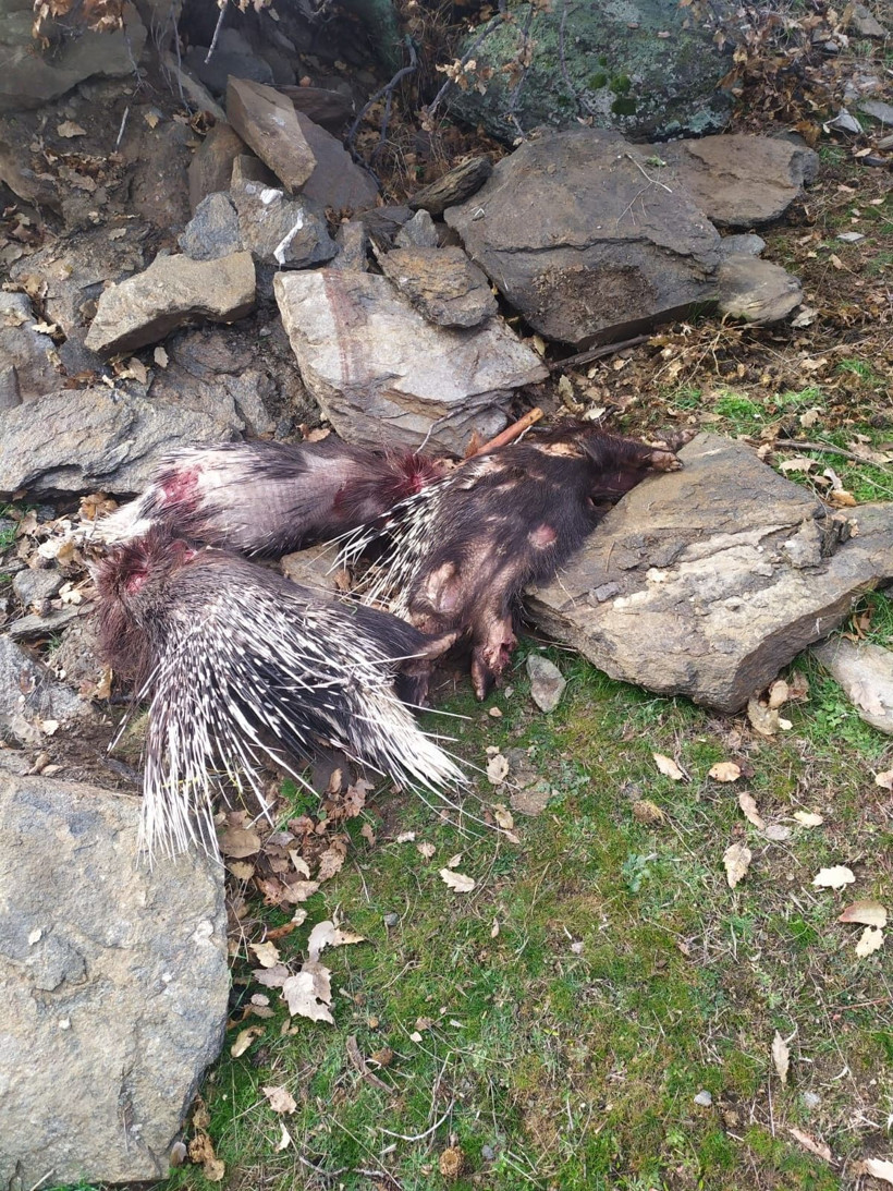 Manisa'da pitbull ile oklu kirpi avlayan 3 kişiye 40 bin 201 lira para cezası - Resim: 4