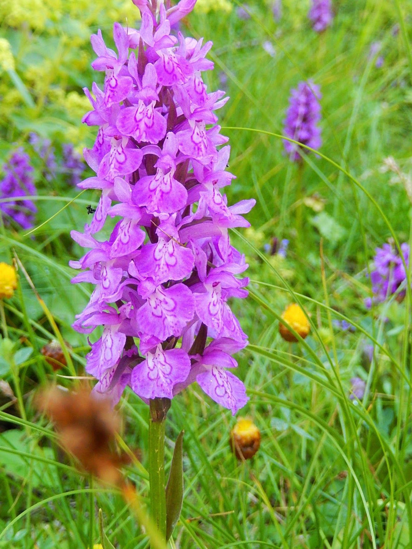 Samsun'da yetiştirilen Salep Orkidesi'nin kilosu dudak uçuklattı! - Resim: 1