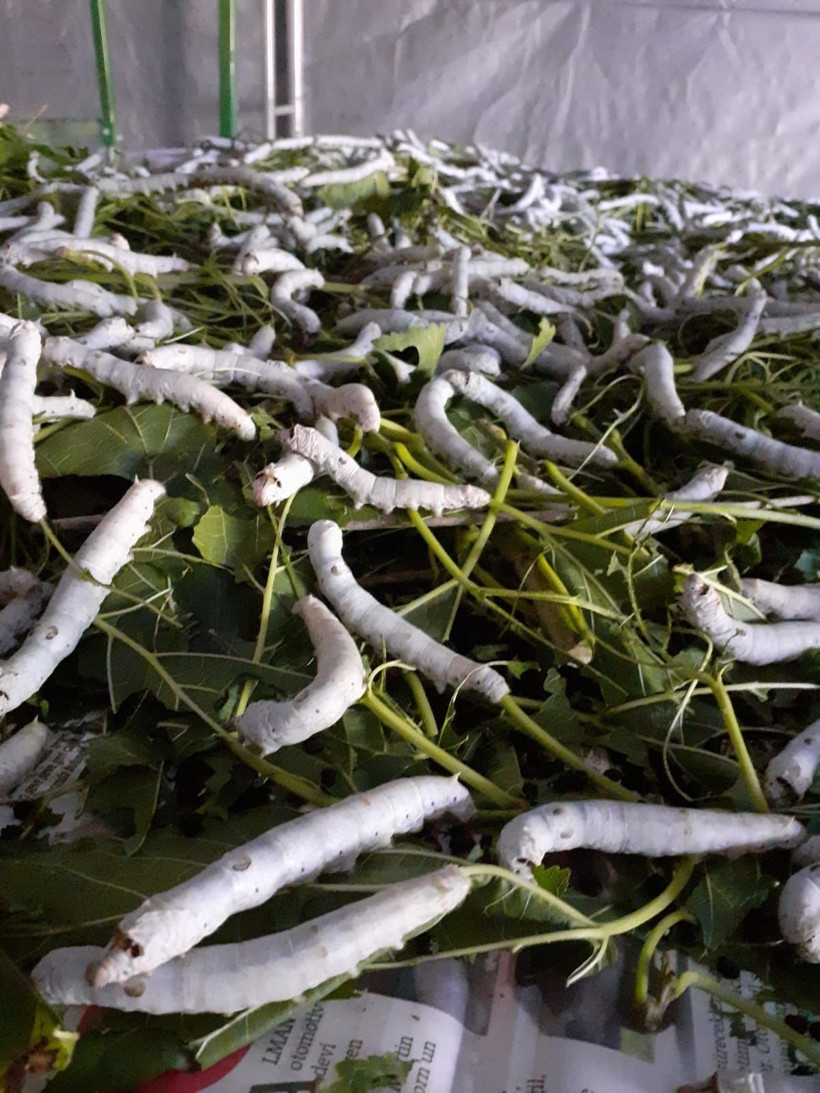 Muğla'da merakla başladı girişimci oldu 3 çocuk annesi böcek üretip ipini satıyor - Resim: 4