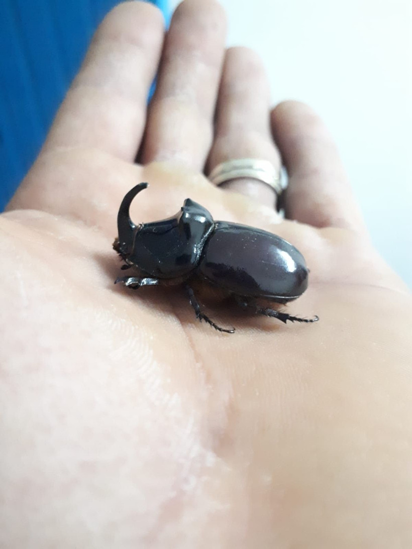 Dünyanın en güçlü böceği deniyor Kahramanmaraş'ta bulundu - Resim: 4