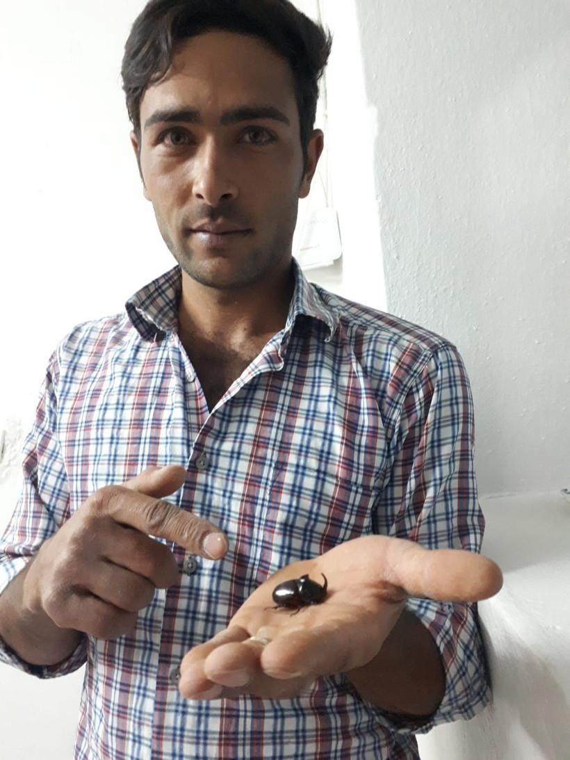 Dünyanın en güçlü böceği deniyor Kahramanmaraş'ta bulundu - Resim: 3