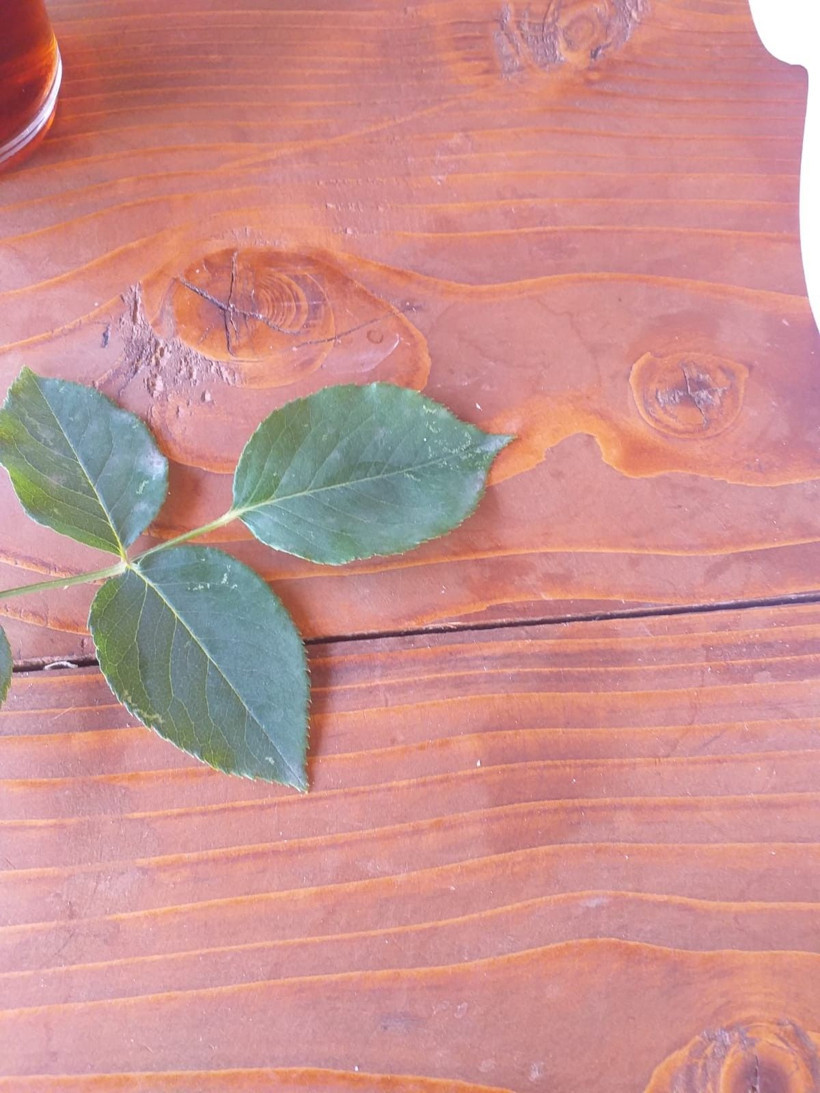 3 bin yılda bir açıyor! Kastamonu’da ‘udumbara çiçeği’ görüldü - Resim: 4