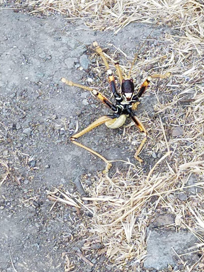 Tunceli’de etçil dev çekirge "Çağaboğan" görüntülendi - Resim: 3