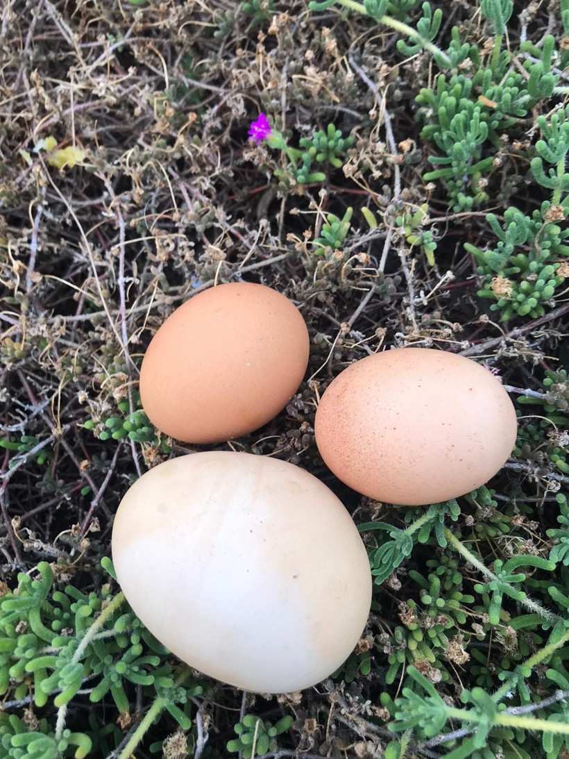 Aydın'da beslediği tavukların yumurtası şoke etti günler sonra gerçeği anladı - Resim: 4