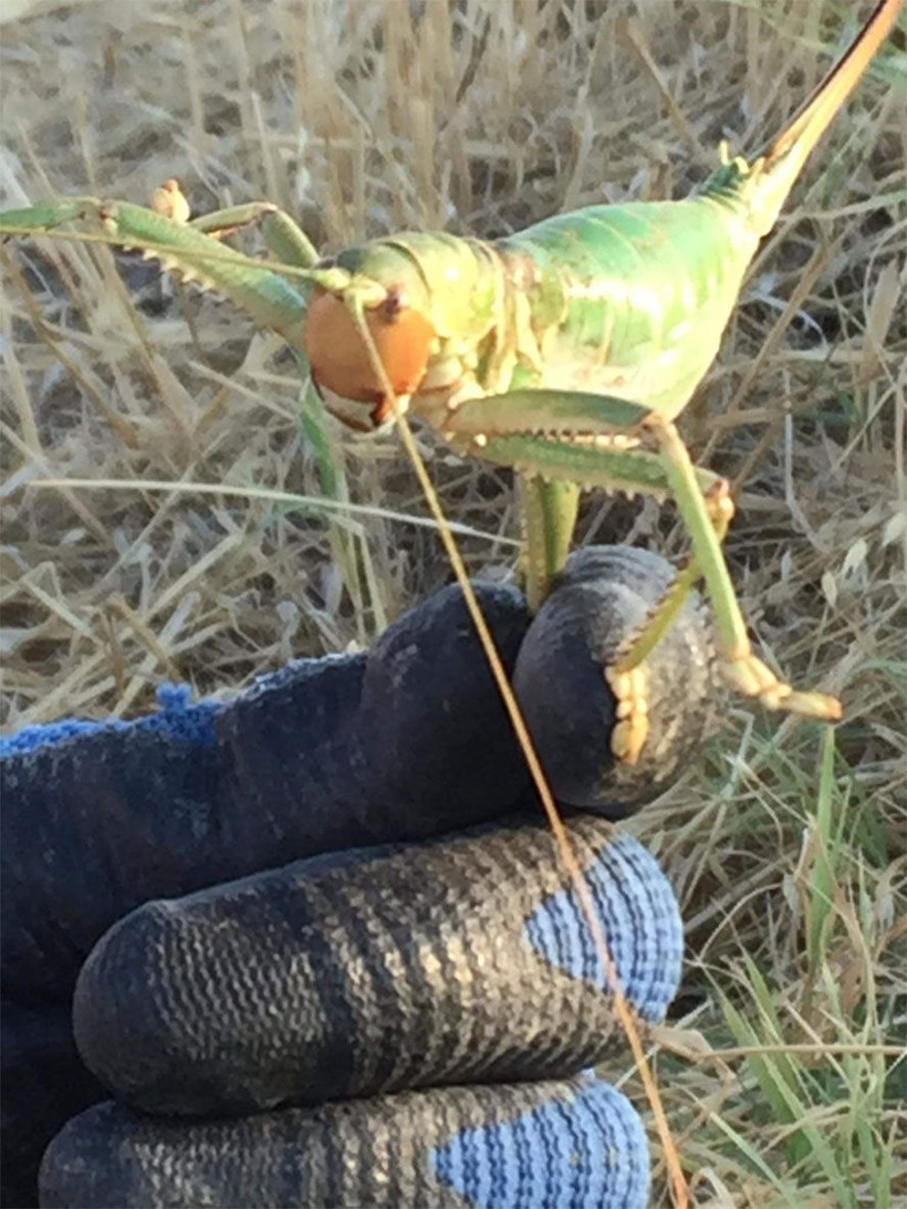 Diyarbakır'da görenleri şoke eden dev çekirgeler - Resim: 2