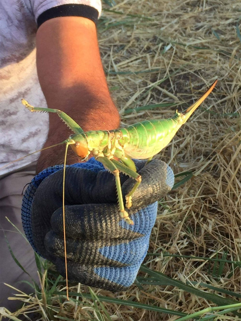 Diyarbakır'da görenleri şoke eden dev çekirgeler - Resim: 3
