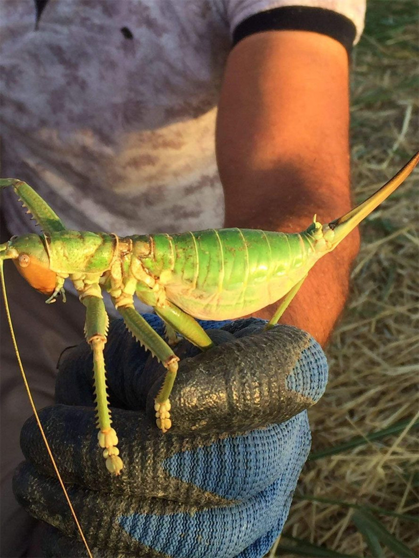 Diyarbakır'da görenleri şoke eden dev çekirgeler - Resim: 4