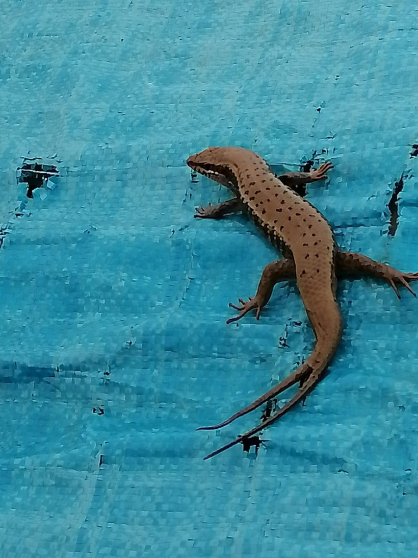 Şırnak'ta uzun yıllar sonra görüntülendi! Gören şaşırıyor çift kuyruğu var - Resim: 1