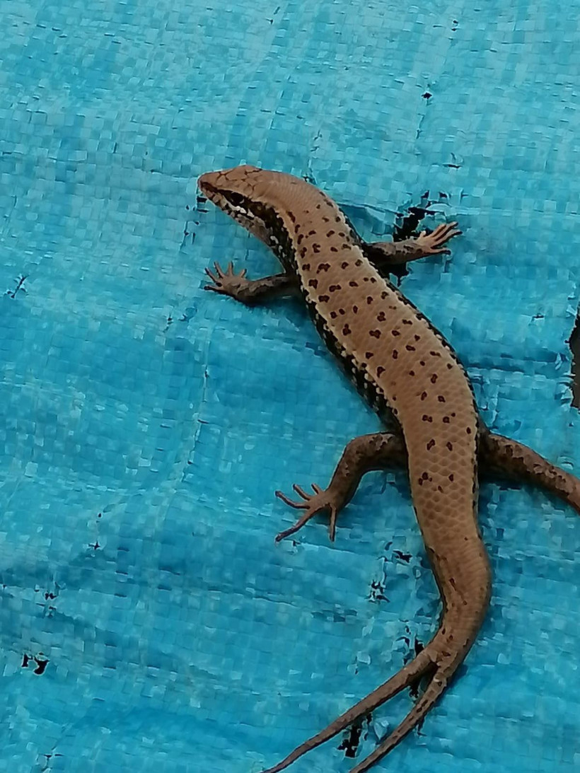 Şırnak'ta uzun yıllar sonra görüntülendi! Gören şaşırıyor çift kuyruğu var - Resim: 2