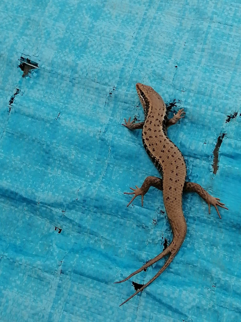 Şırnak'ta uzun yıllar sonra görüntülendi! Gören şaşırıyor çift kuyruğu var - Resim: 3