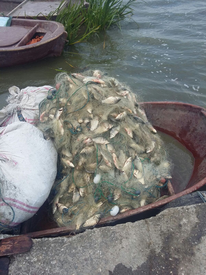 Yeşilırmak ve Kızılırmak’ta tehdit İsrail sazanı balıkçılara kan ağlatıyor - Resim: 4