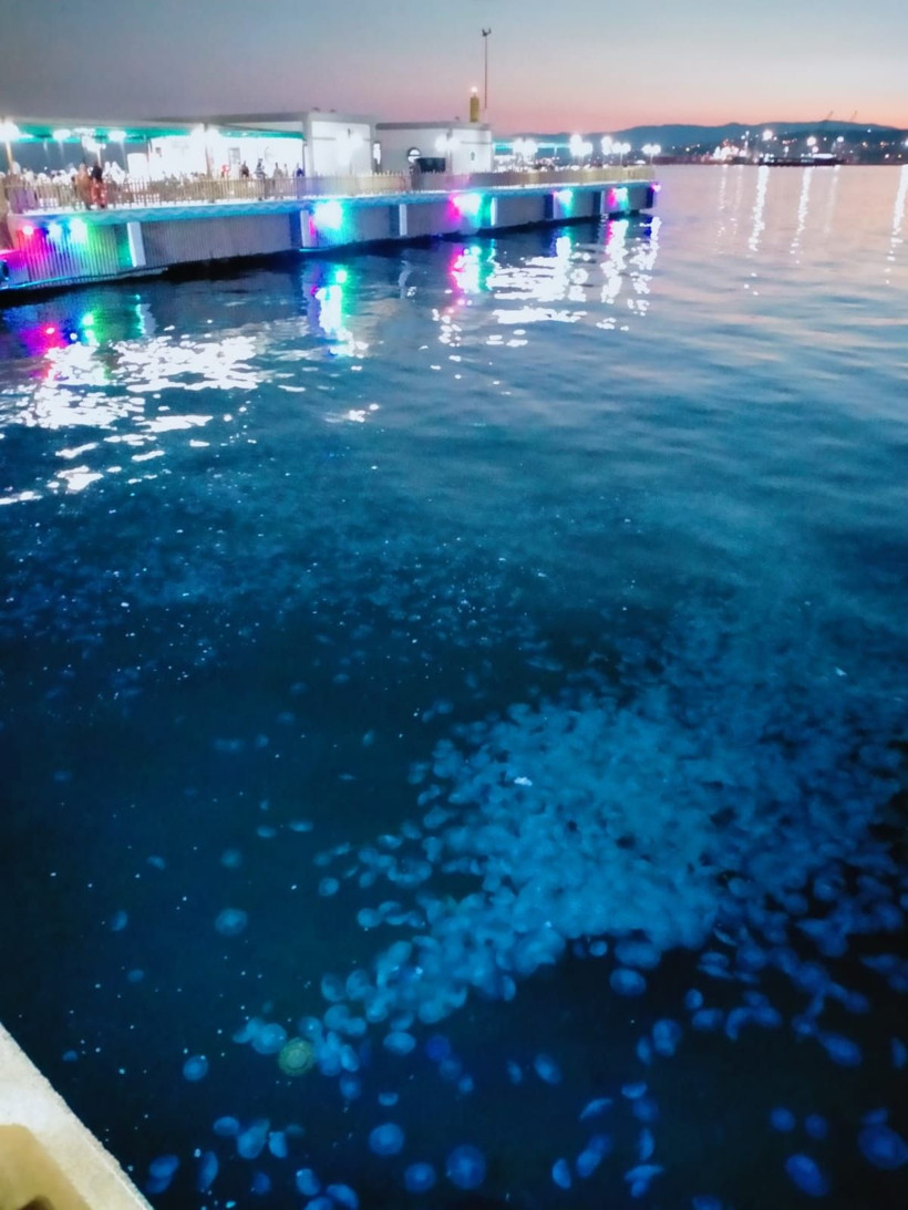 Marmara Denizi'ni istila ettiler! Görürseniz sakın dokunmayın - Resim: 4