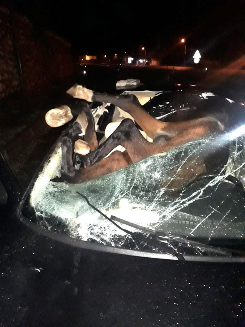 Adıyaman'da otomobilin çarptığı at aracın içine girdi - Resim: 1