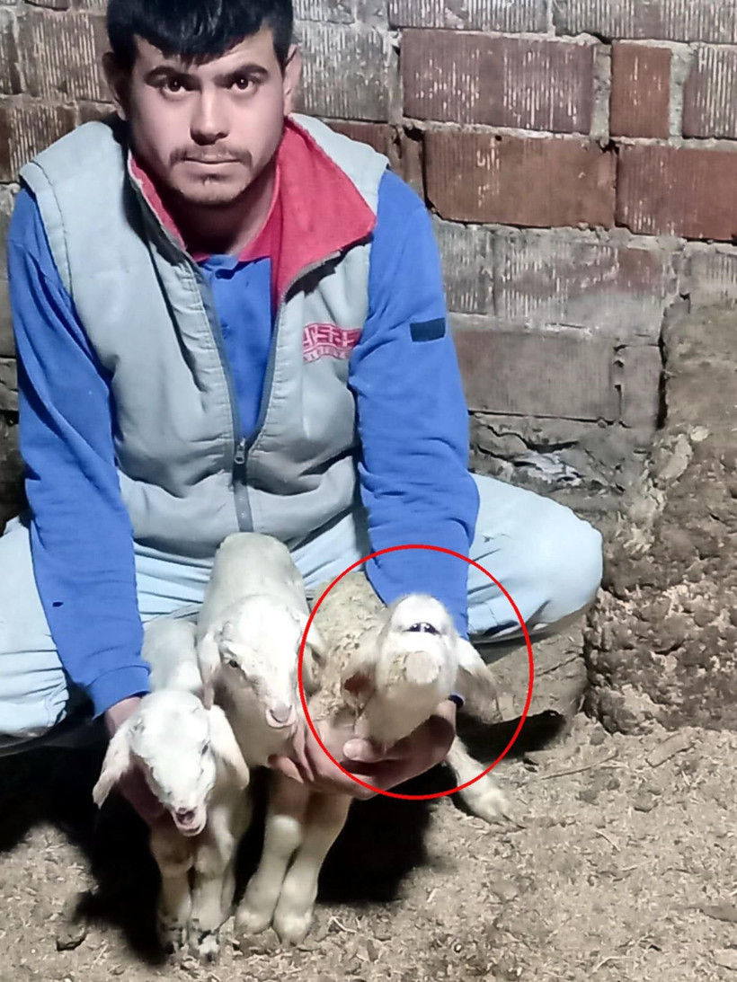 Manisa'da farklı yüz yapısıyla doğan kuzu 2 gün yaşayabildi - Resim: 1
