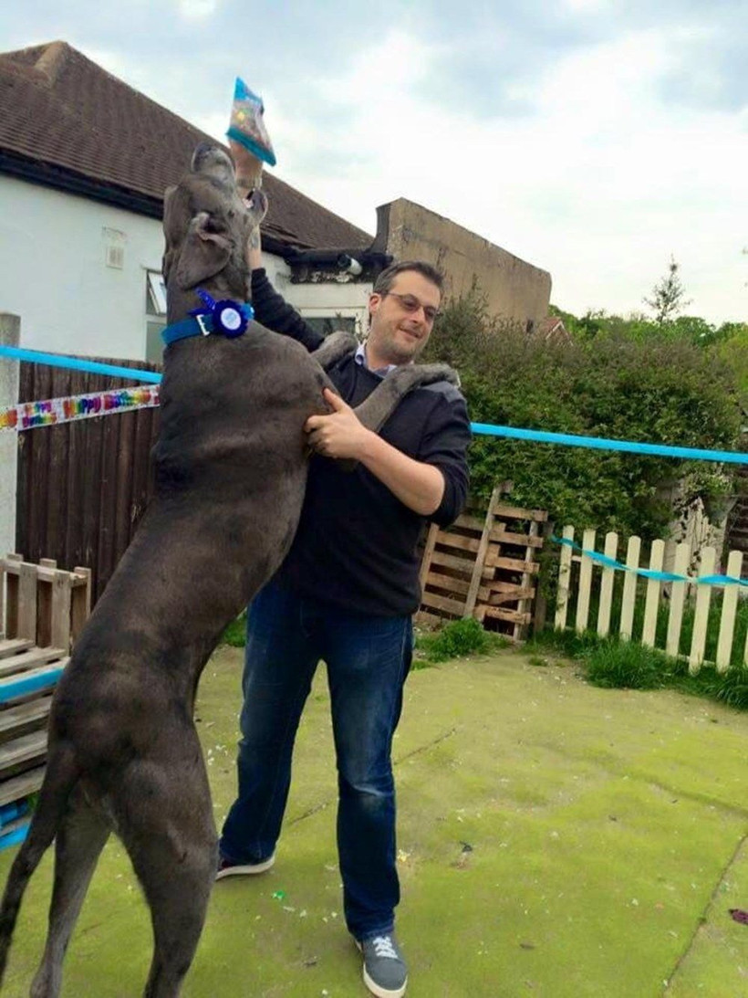 Freddy 'Dünyanın en uzun köpeği' unvanına sahipti! 8 yaşında hayatını kaybetti - Resim: 4