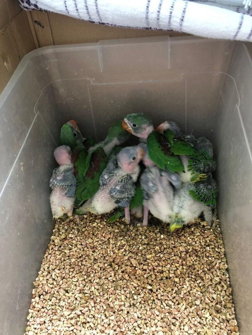 İstanbul'da İskender Papağanı operasyonu! Yerli türleri yok edebilir - Resim: 1