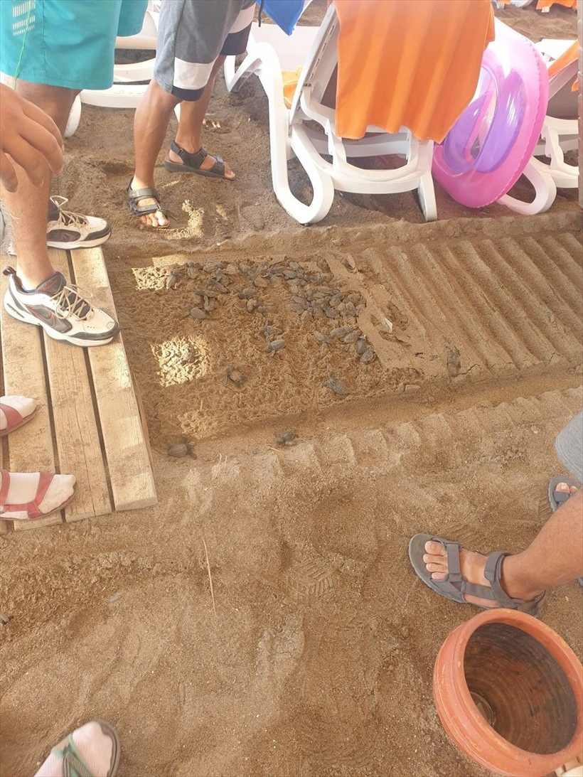 Antalya'da bir otelin ahşap yürüme yoluna sıkışan 60 caretta caretta yavrusu ölü bulundu - Resim: 1