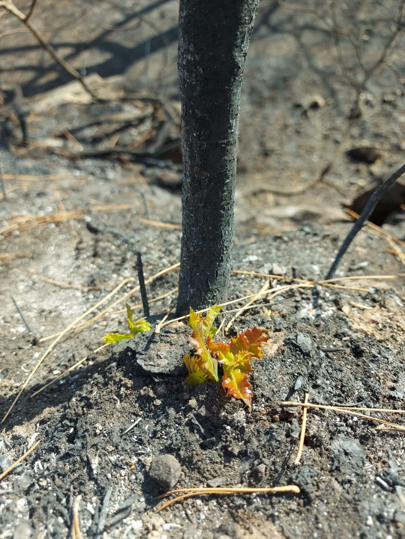 Yeniden yeşerdiler! Marmaris ve Datça'daki yanan orman alanlarında doğa yeniden canlanıyor - Resim: 3
