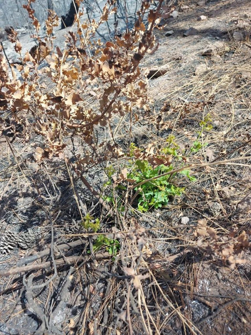 Yeniden yeşerdiler! Marmaris ve Datça'daki yanan orman alanlarında doğa yeniden canlanıyor - Resim: 4