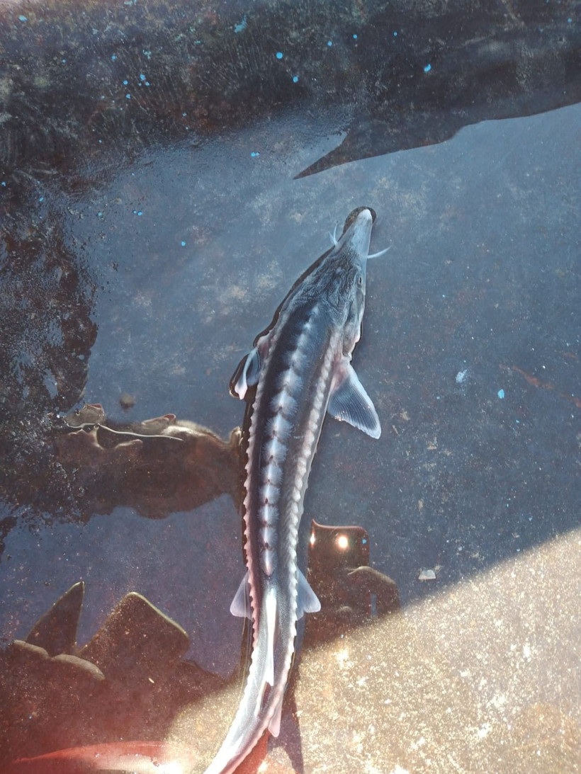Bu balık altın yumurtluyor! Tunceli'de görüldü yumurtasının kilosu 20 milyon lira - Resim: 2