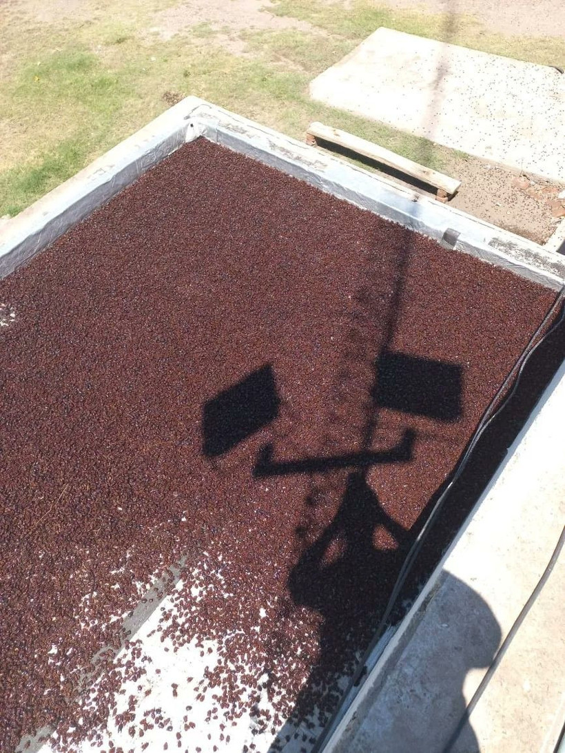 Arjantin'de dört kenti binlerce gergedan böceği istila etti - Resim: 3