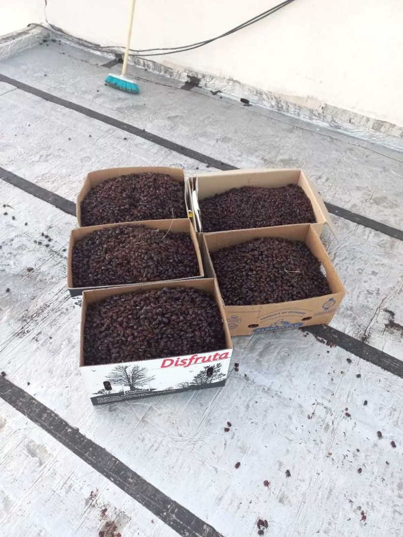 Arjantin'de dört kenti binlerce gergedan böceği istila etti - Resim: 4