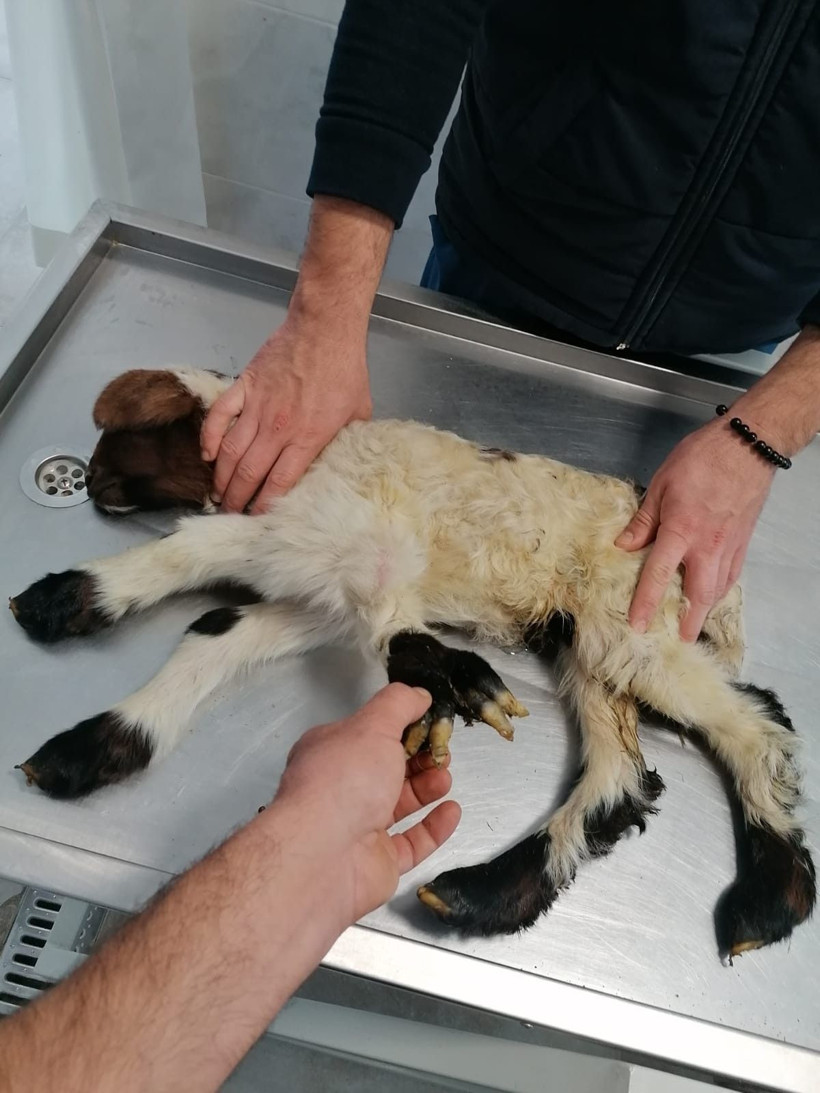 Denizli’de yaşandı! 5 ayaklı doğan kuzu hem korkuttu hem şaşırttı - Resim: 1