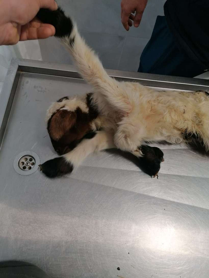 Denizli’de yaşandı! 5 ayaklı doğan kuzu hem korkuttu hem şaşırttı - Resim: 2