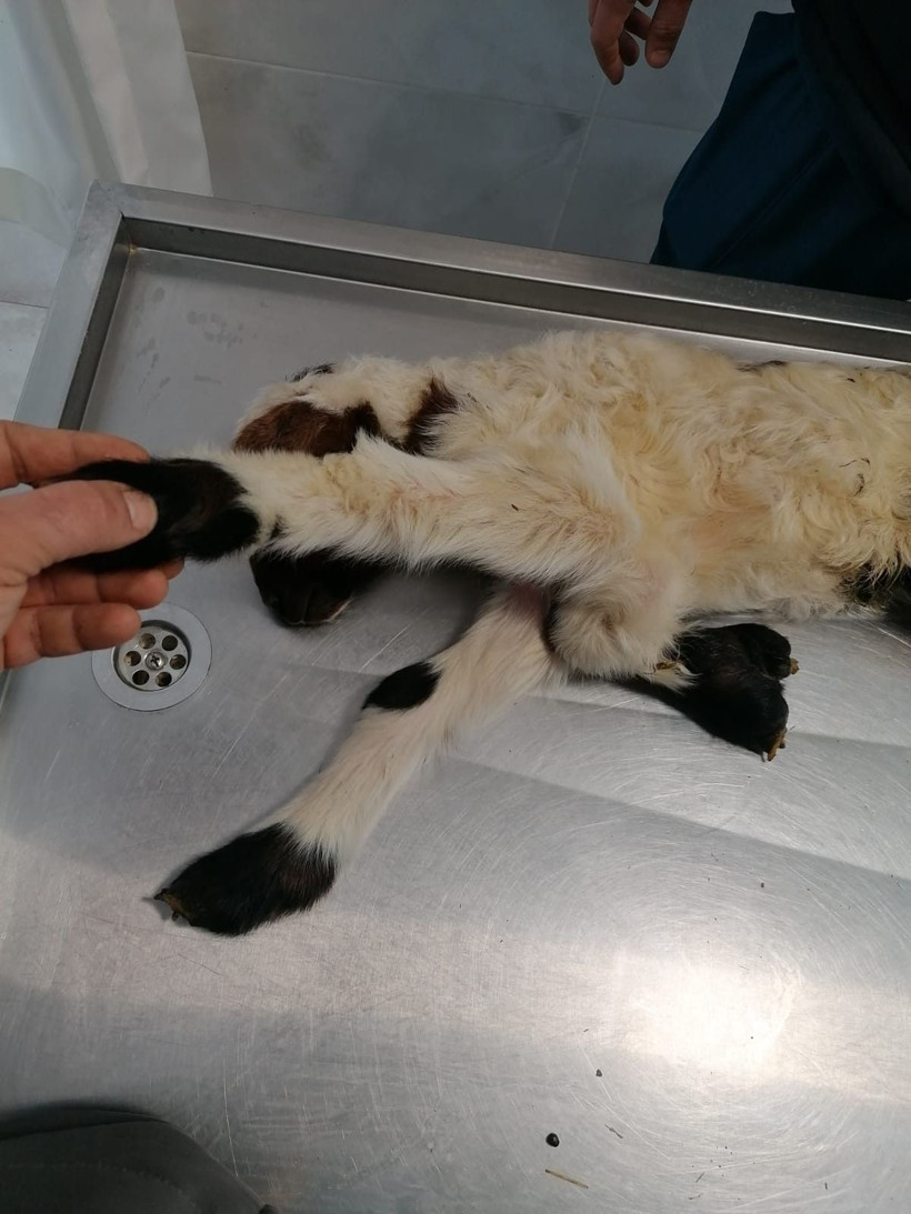 Denizli’de yaşandı! 5 ayaklı doğan kuzu hem korkuttu hem şaşırttı - Resim: 4