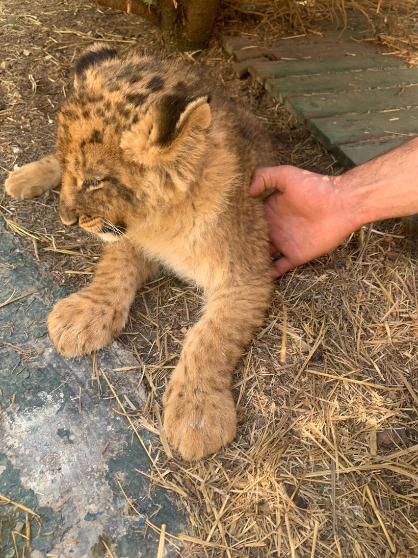 Yavru aslanların isimleri anketle seçildi: "Ankara, İstanbul ve Kiev" - Resim: 3