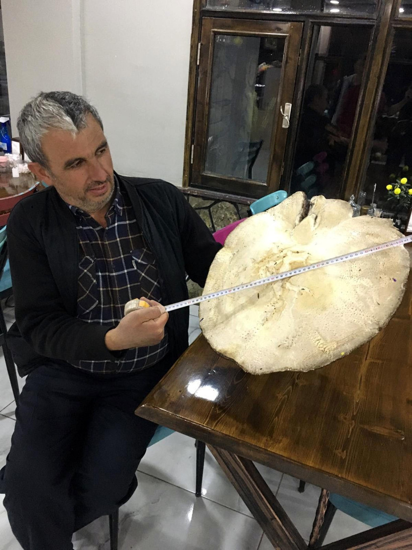 Görenler şaşkına dönüyor! Bu kadar büyüğü daha önce hiç görülmedi - Resim: 2