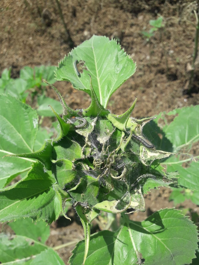 Bir bu eksikti tırtıllar şehir merkezine iniyor! Bursa ve Bilecik'i çayır tırtılı sardı her şeyi yiyor - Resim: 2